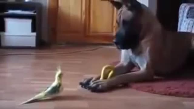 Funny Dog (Great Dane) vs a Bird!