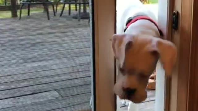 Boxer dog let's himself in