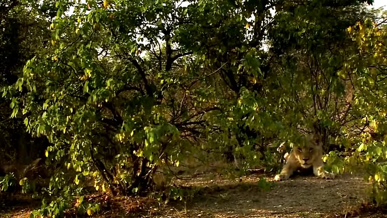 The Rare and Exotic Animals " White Lions"