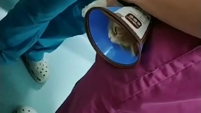 Funny Cat Injection videos - Cat Injection Funny Compilation