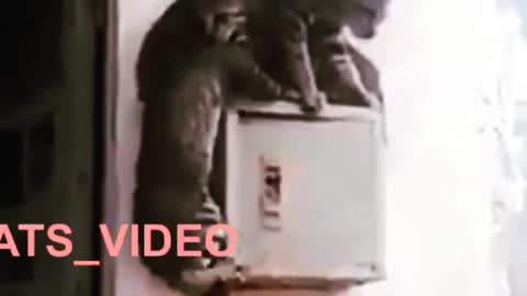 Funny and Cute Cat Videos #288