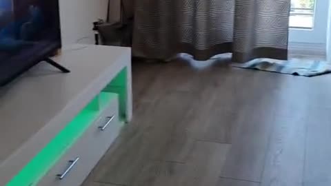 Cute and Funny Cat Videos Compilation - PART 2