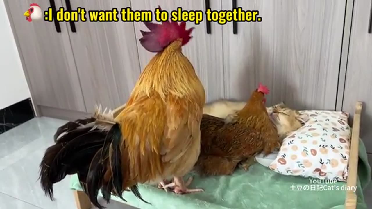 The rooster doesn't allow the cat to hug the hen to sleep.