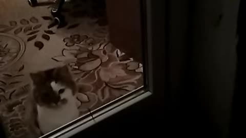 The cat is chasing a bug