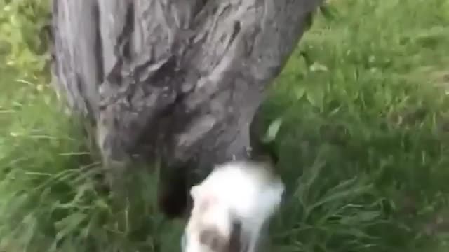 Cat runs toward tree and fails