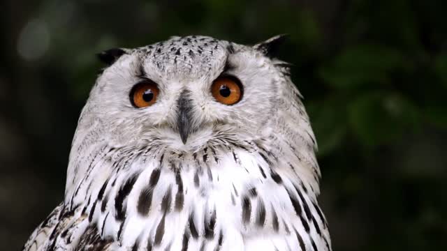 Beautiful Owl animal