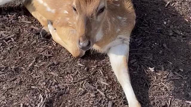 Dogs, cats and deer! Oh my!