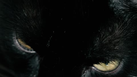 Black cat with yellow eyes