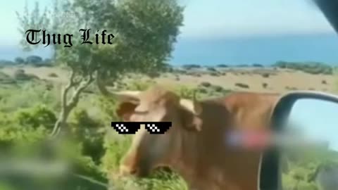 Bull thug life 👌🏽😇😂😱#thuglife