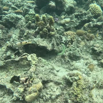 Snorkeling Adventures Await! Underwater Wonders