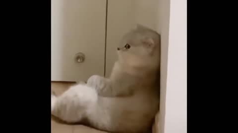 Be loved cat