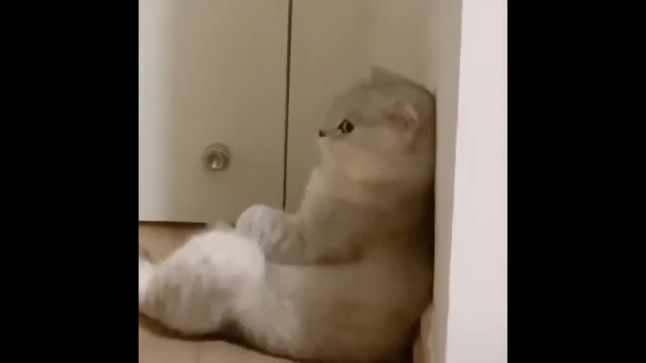 Be loved cat