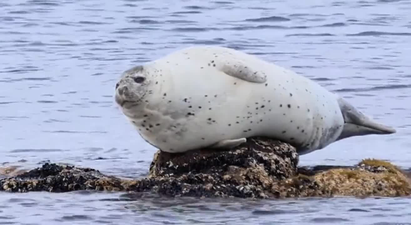 What is the seal doing?
