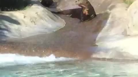 Seals riding water slide