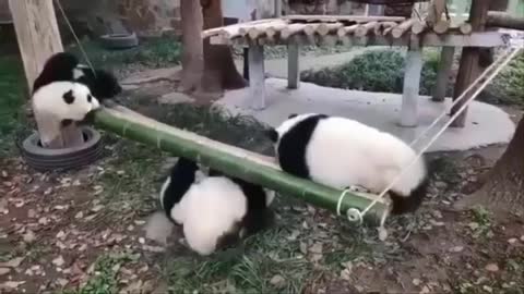 Funny Panda Compilation