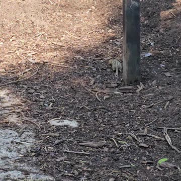 OMC! Brave striped gophers are back for more pea pod greens - Hens keep a watch on them! #shorts