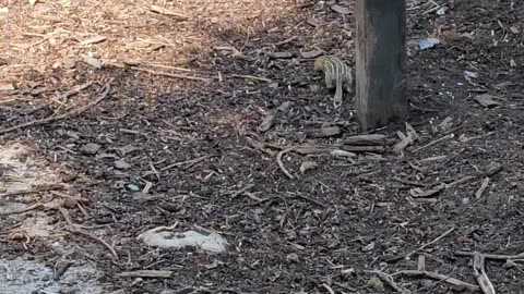 OMC! Brave striped gophers are back for more pea pod greens - Hens keep a watch on them! #shorts