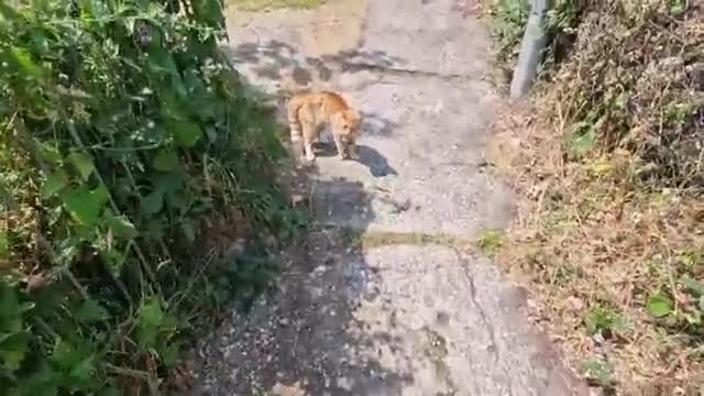 Husky Comes Face to Face with a Cat