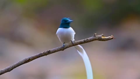 Wildlife & Funs