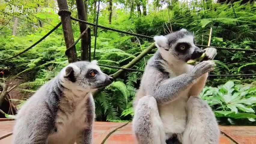 [ring tailed lemurs] Yes! Here we go again eat melons 🍉 Season!