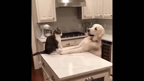 FUNNY VIDEO OF DOGS AND CATS 🤣🤣