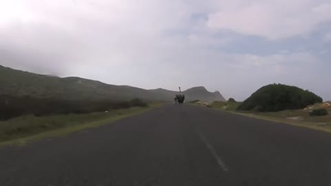 Cyclists Chased By An Ostrich The Funniest Thing You'll See Today !