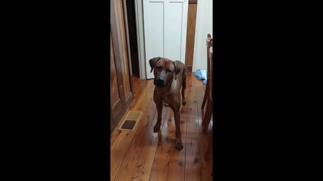 Smart dog says he likes his country home a lot