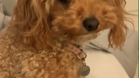 Dancing doggy vibes out to owner's singing