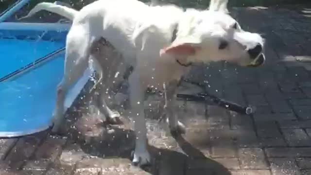 Slow motion video of white dog getting out of pool with tennis ball in mouth shaking off water