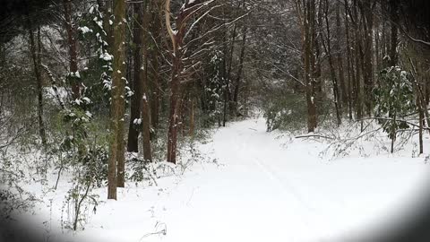 Snow fun in Collierville, TN