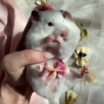 hamster receiving affection from its owner