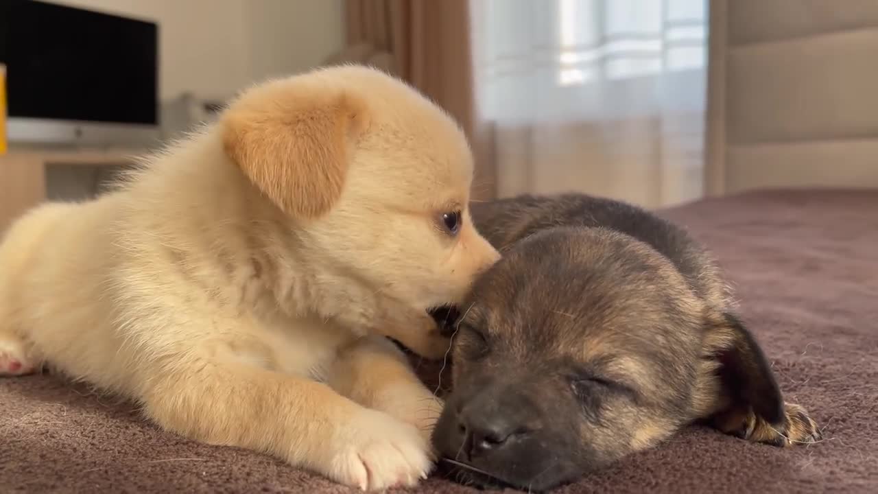 Funny Cat Reaction to Puppies [Dora sees them for the First Time] 2022