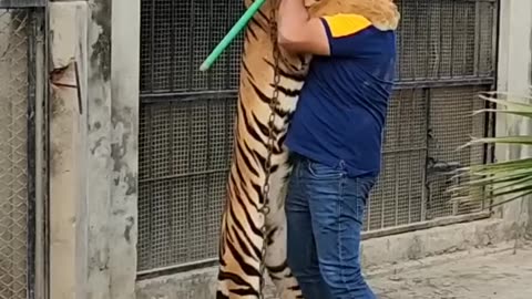 Hug_with_Big_Tiger___Nouman_Hassan_(1080p)