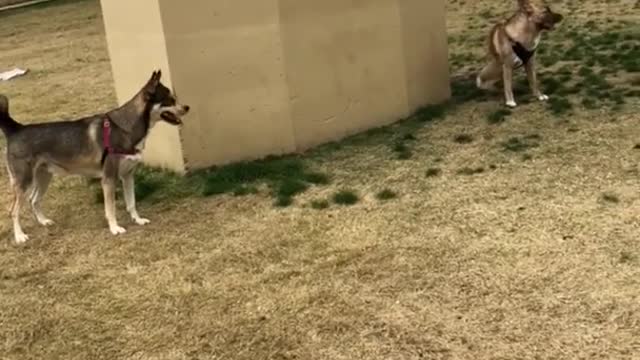 Grey dog playing hide and seek with other dog behind pillar