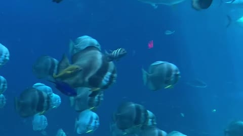 fish-swimming-in-the-aquarium