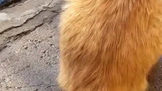 playful yellow cat