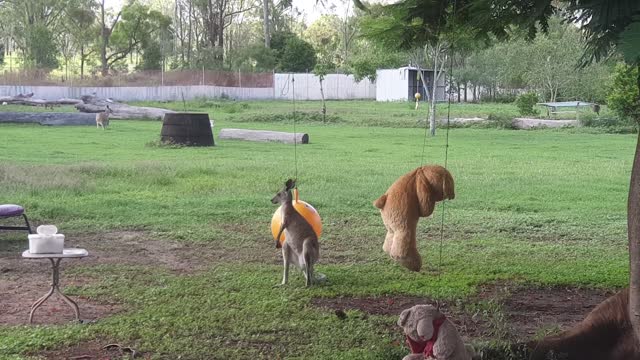 Kangaroo Joey Loves Her Toys