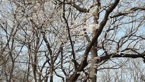 Cherry blossoms that announce the news of spring.