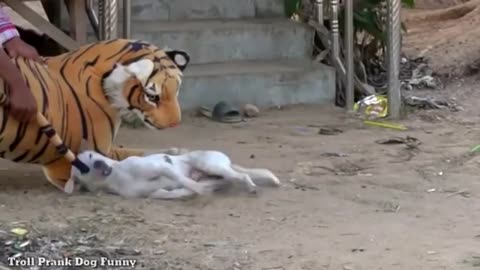 Troll prank and dog and fake tiger