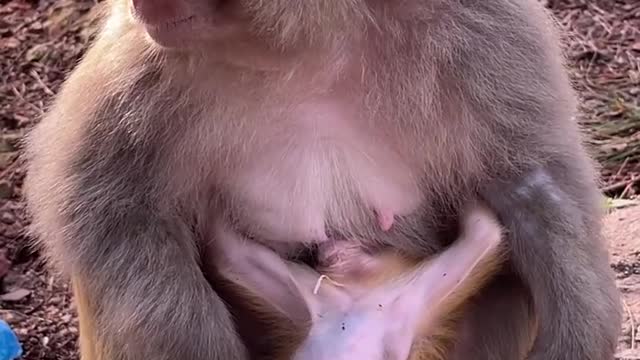 Baby monkey is protected and cared for by mother