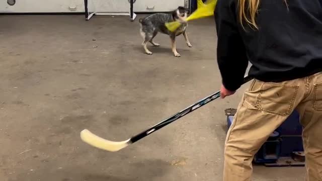 Dog that can Play Ball