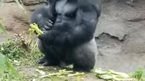 king kong is calm and polite