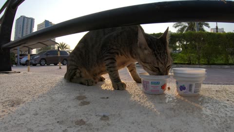 MICHAEL JACKSON - Homeless cat in Ras Al Khaimah, UAE #cat #cats #MichaelJackson #emirates #ae #UAE