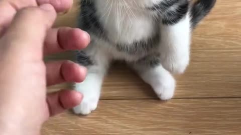 Animals for y