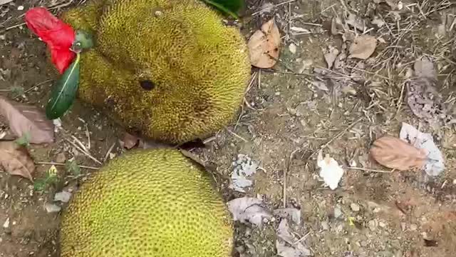 jackfruit