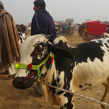 بہت خوبصورت دوندا وچھا فارسیل