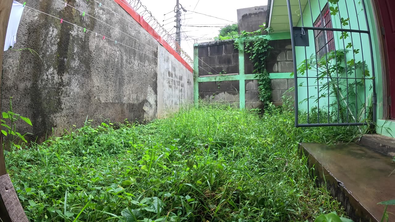 Central American Back Yard Rain 🇳🇮