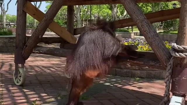 It looks like it's wearing a sweater