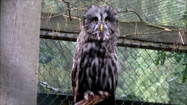 Great Gray Owl