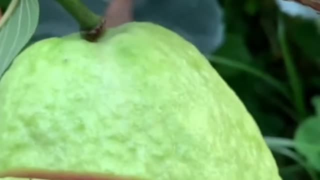 Fruits Video Farm Fresh Ninja Fruit Cutting Satisfying Fruit | Amazing Fruits Video #fruits #short